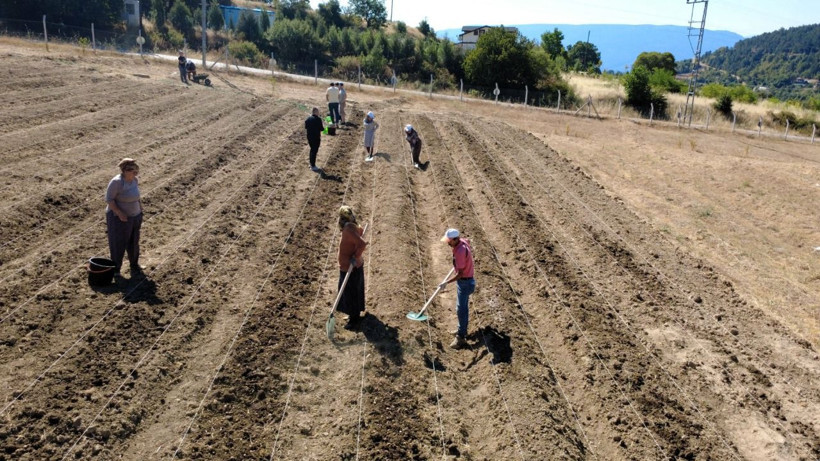 Soğanlar toprakla buluştu! Kilosu 450 bin TL - Resim: 10