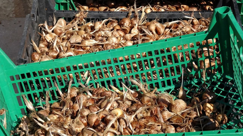 Soğanlar toprakla buluştu! Kilosu 450 bin TL - Resim: 8