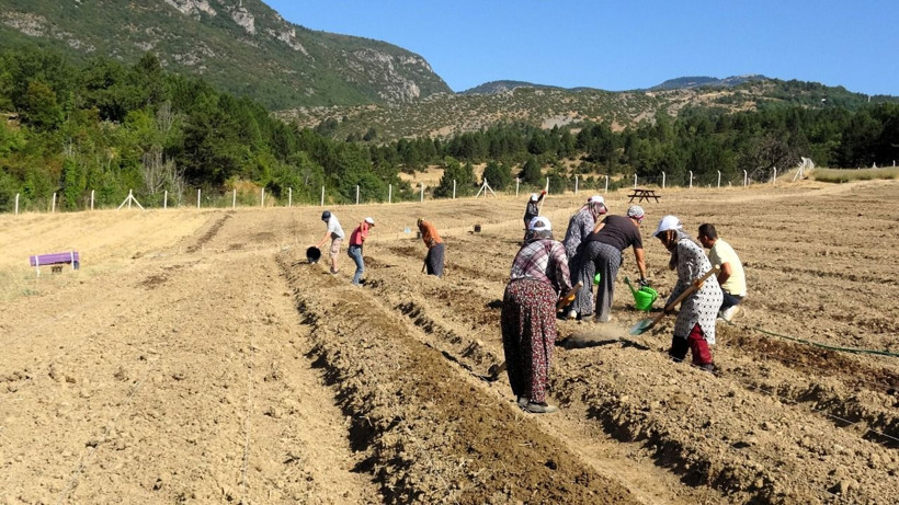 Soğanlar toprakla buluştu! Kilosu 450 bin TL - Resim: 6