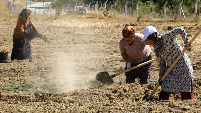 Soğanlar toprakla buluştu! Kilosu 450 bin TL - Resim: 5