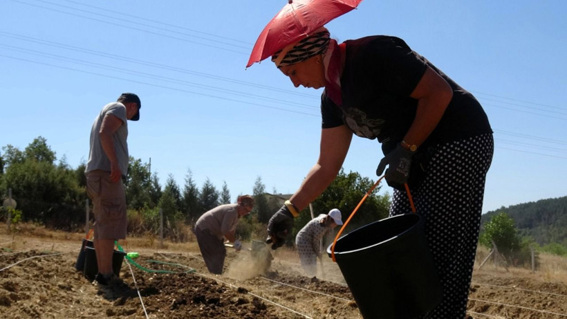 Soğanlar toprakla buluştu! Kilosu 450 bin TL - Resim: 3