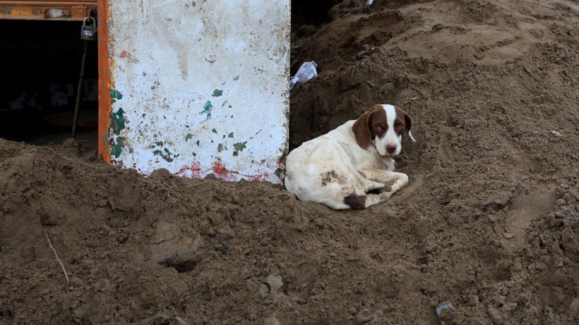 Muson yağmurları yüzlerce kişiyi öldürdü - Resim: 8