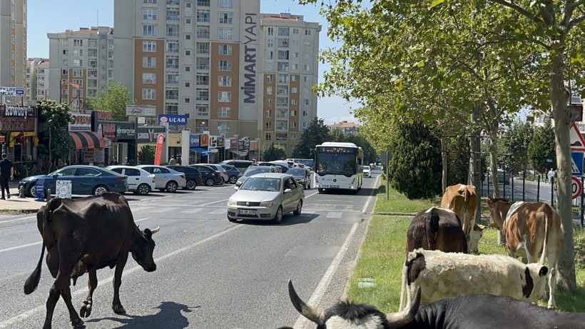 Çiftlikten firar eden inekler şehre indi - Resim: 1