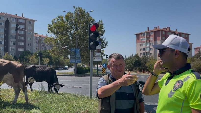 Çiftlikten firar eden inekler şehre indi - Resim: 2