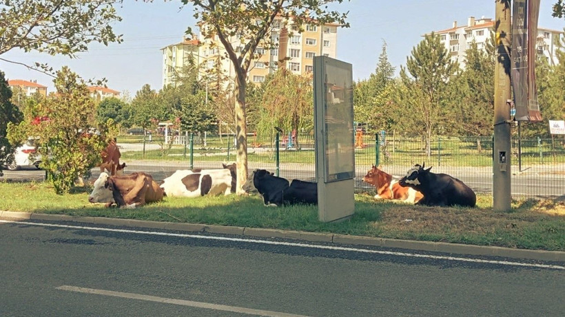 Çiftlikten firar eden inekler şehre indi - Resim: 3