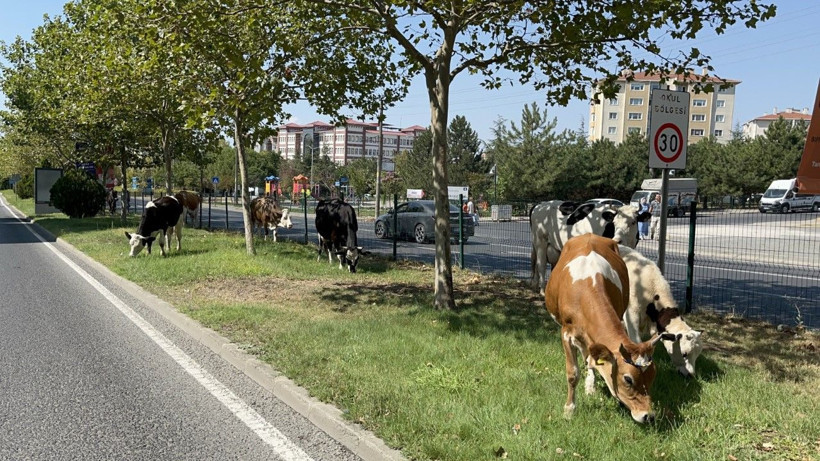 Çiftlikten firar eden inekler şehre indi - Resim: 4
