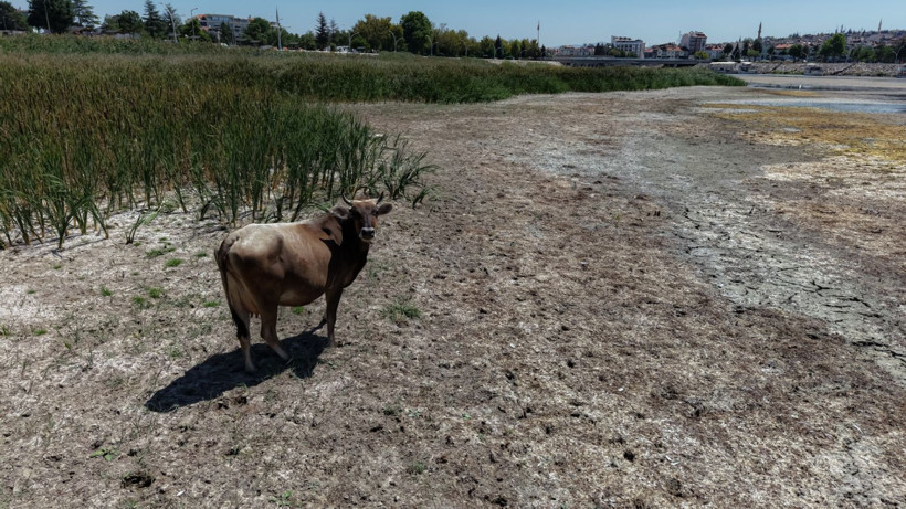 Türkiye'nin en büyük tatlı su gölünde kuraklık alarmı: Suyun çekilmesiyle adalar oluştu - Resim: 5