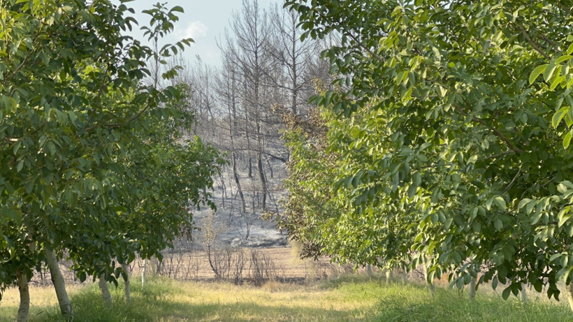 Her yer kül oldu, bir tek onun bahçesi kurtuldu - Resim: 3
