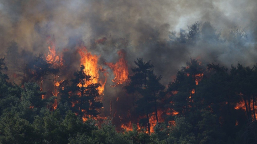 Gelibolu’da orman yangını - Resim: 22