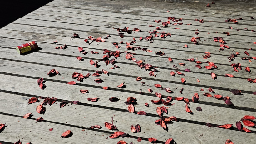 Meşaleli kutlama otluk alanı yaktı - Resim : 1