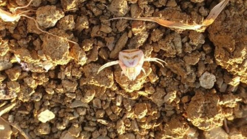 Görenler bir daha baktı: Bu örümcek gülümsüyor - Resim: 1