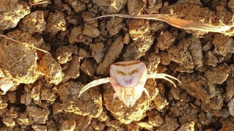 Görenler bir daha baktı: Bu örümcek gülümsüyor - Resim: 3