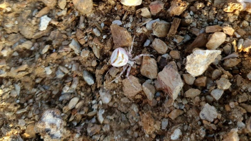 Görenler bir daha baktı: Bu örümcek gülümsüyor - Resim: 4