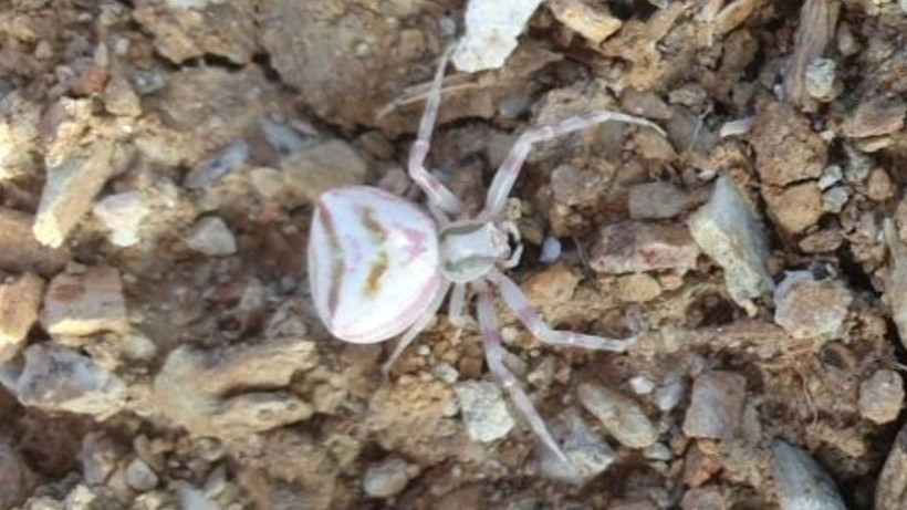 Görenler bir daha baktı: Bu örümcek gülümsüyor - Resim: 2