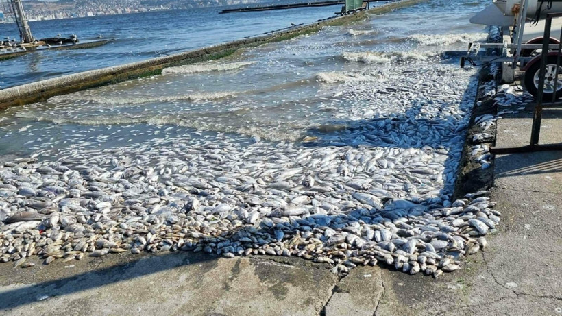 İzmir'de 6 ton balık öldü: Kendimizi kandırmayalım, 1-2 yılda düzelmez - Resim: 2