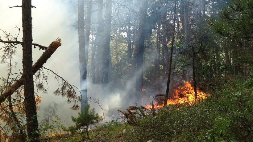 Karabük’te orman yangını - Resim: 1