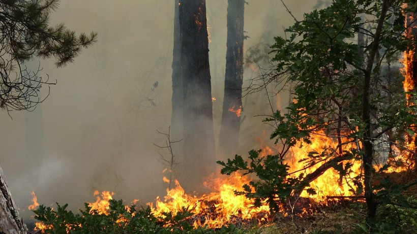 Karabük’te orman yangını - Resim: 4