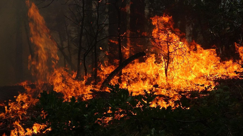 Karabük’te orman yangını - Resim: 6