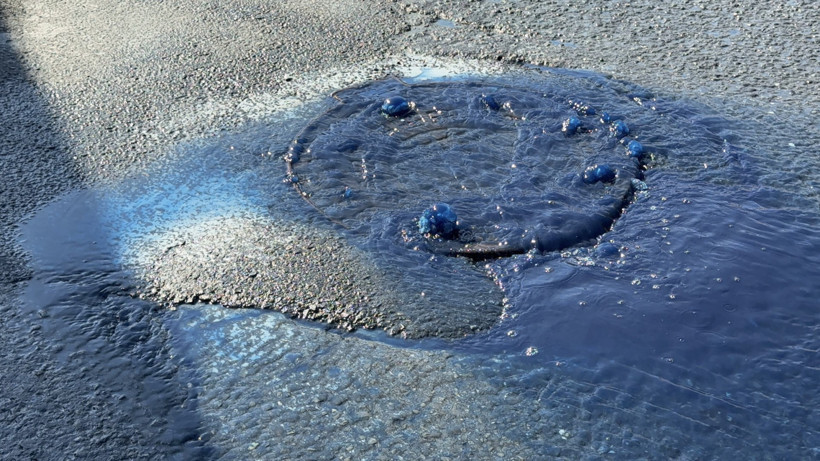 Arnavutköy’de mavi su endişesi: İnceleme başlatıldı - Resim : 2