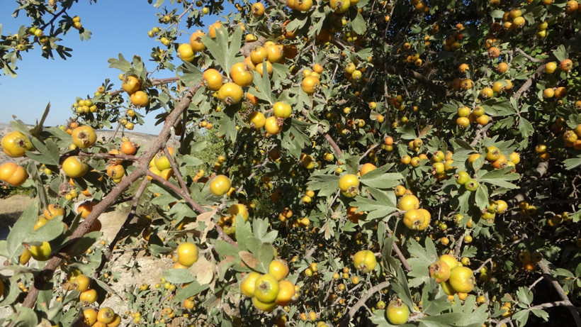 'Şifa deposu'nun hasadı Malatya’da başladı: Kilosu 250 liradan satılıyor - Resim : 1