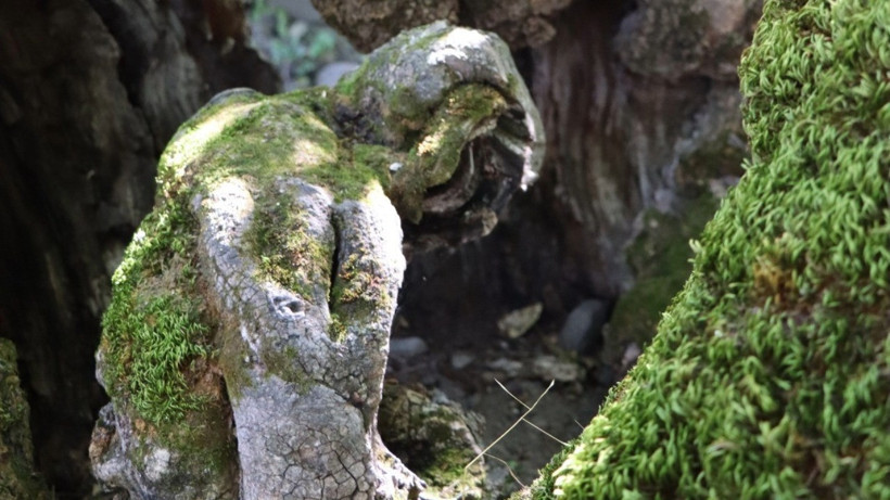 Gören dönüp bir daha baktı: 300 yıllık dut ağacında oluştu - Resim : 2