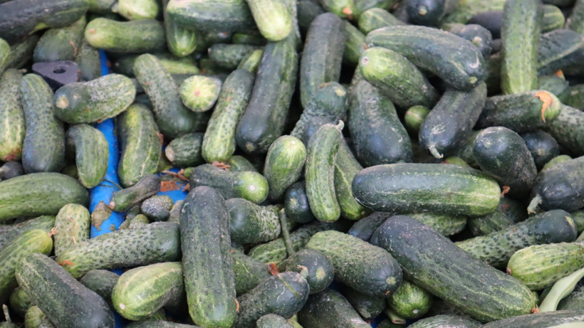 Turşu mevsimi geldi, fiyatlar cep yaktı - Resim : 1