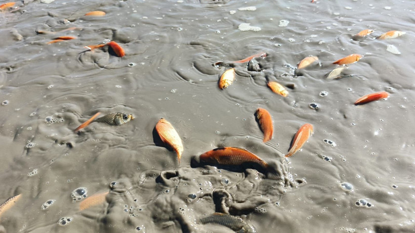 Göletteki su çekilince binlerce balık oksijensiz kaldı - Resim : 1