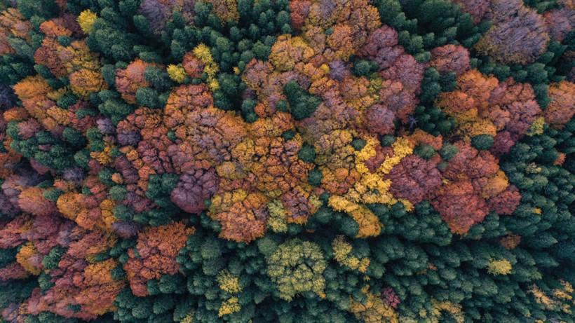 Sonbahar Uludağ'ı sardı - Resim : 2