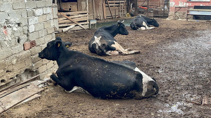 35 litre süt veren sığırdan bir çay bardağı süt almaya başladı - Resim : 2