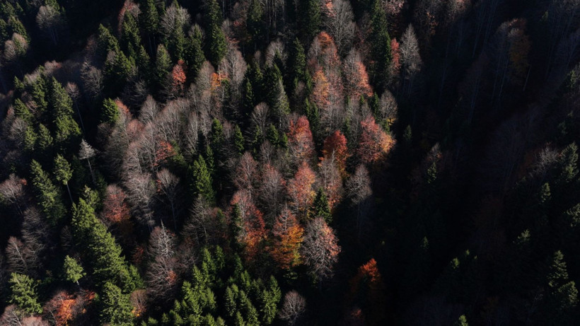 Bu ağaçlar fotoğraf tutkunlarını çağırıyor - Resim: 7