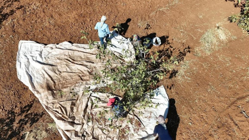 Zeytin ve buğday hasadında umduğunu bulamayan köylüler kazancı onda buldu - Resim : 1