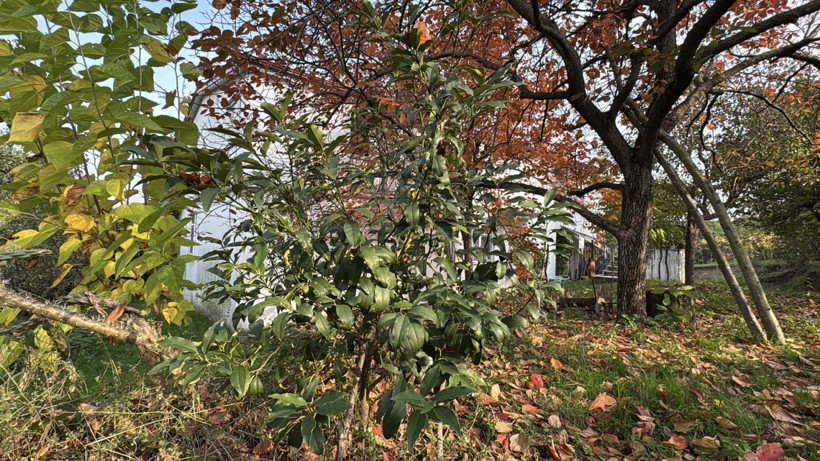 86 yaşında, 54 meyve çeşit meyveyi Türkiye'nin dört bir yanına satıyor - Resim : 1