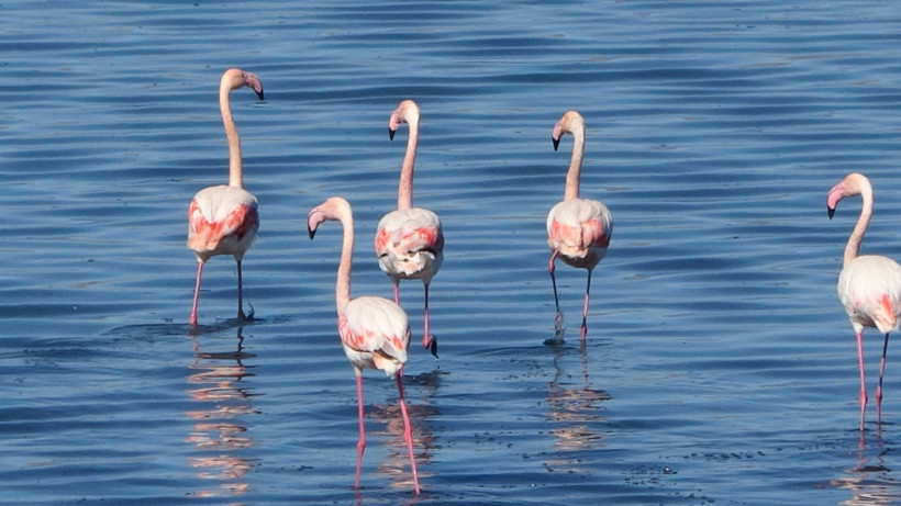 İran'daki göl kuruyunca yüzlercesi Türkiye'ye akın etti - Resim : 1