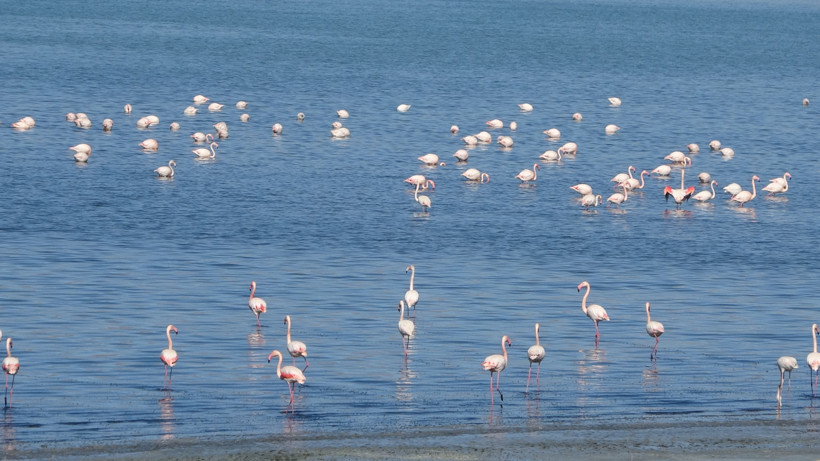 İran'daki göl kuruyunca yüzlercesi Türkiye'ye akın etti - Resim : 2