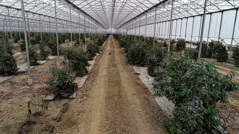 4 kuşaklık aile geleneği tropikal meyve üretimiyle yeniden doğdu - Resim : 1