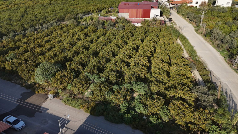 Afet onları teğet geçti ama tonlarca ürün elde kaldı: Bedava dağıttılar - Resim: 5