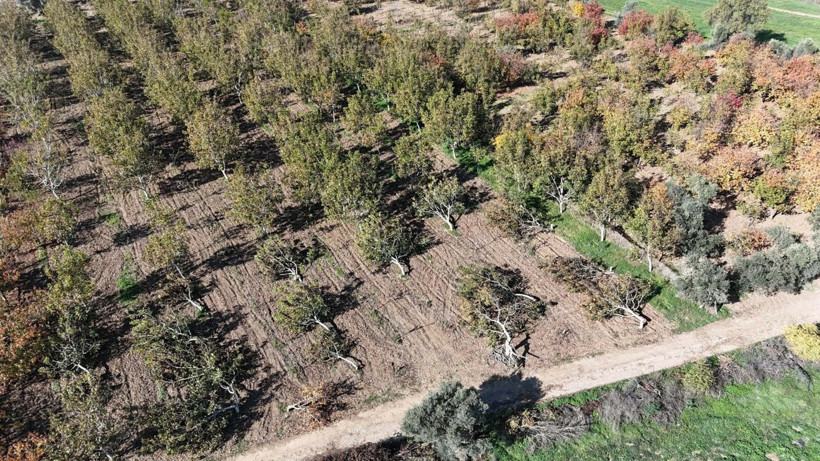 Ağaç katliamı sonrası jandarmanın yolunu tuttu - Resim : 1