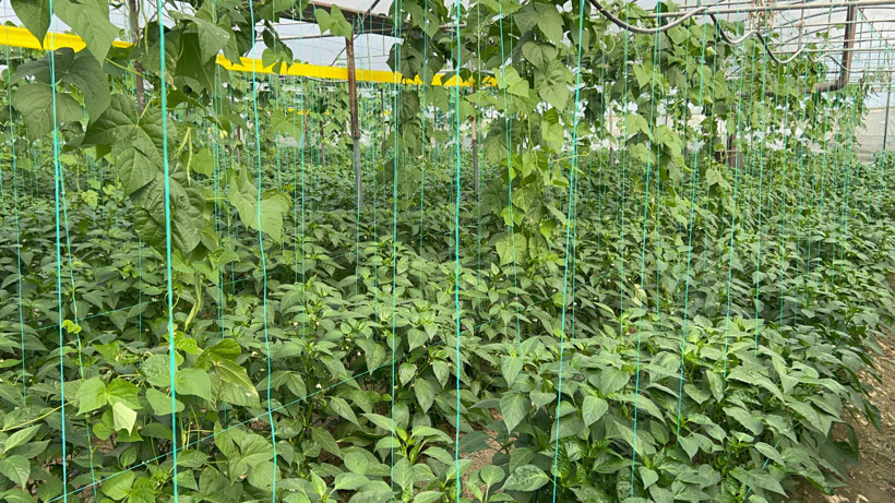 Türkiye’nin en acı biberi için hasat zamanı: Acılık değeri tam 50 bin scoville! - Resim : 1