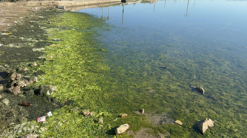 Tuzla Gölü’nde deniz marulu krizi! Doğa harikasına gölge düştü - Resim : 1