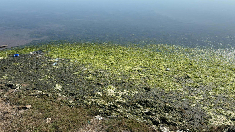 Tuzla Gölü’nde deniz marulu krizi! Doğa harikasına gölge düştü - Resim : 2