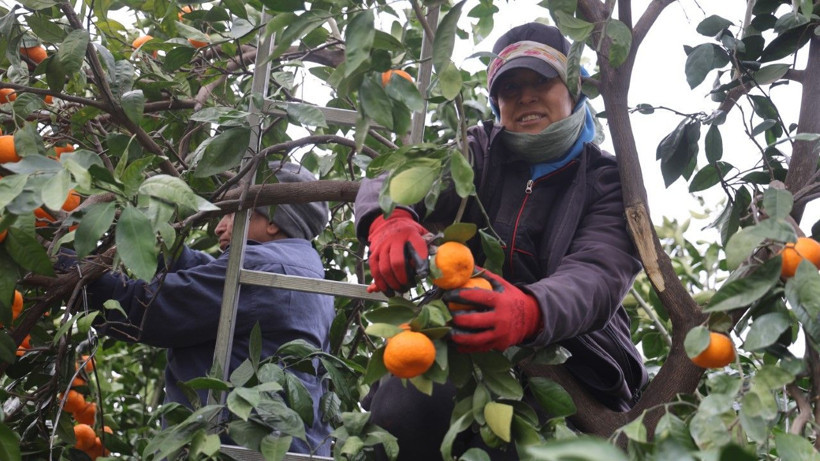 Üretici isyan etti: Tarlada 2, markette 35 lira - Resim: 3