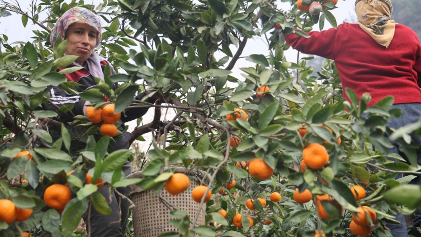 Üretici isyan etti: Tarlada 2, markette 35 lira - Resim: 8