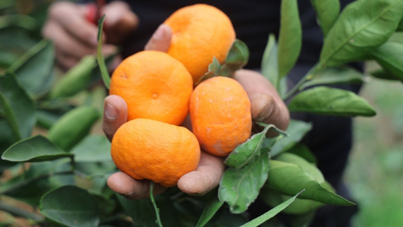 Üretici isyan etti: Tarlada 2, markette 35 lira - Resim: 9