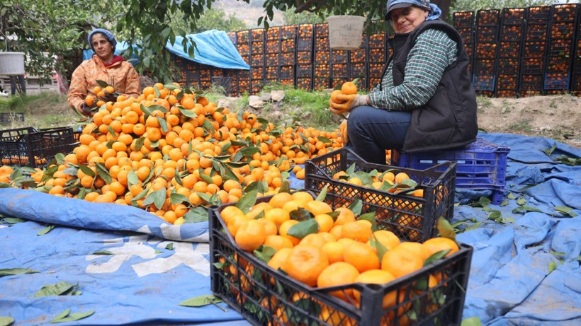 Üretici isyan etti: Tarlada 2, markette 35 lira - Resim: 11
