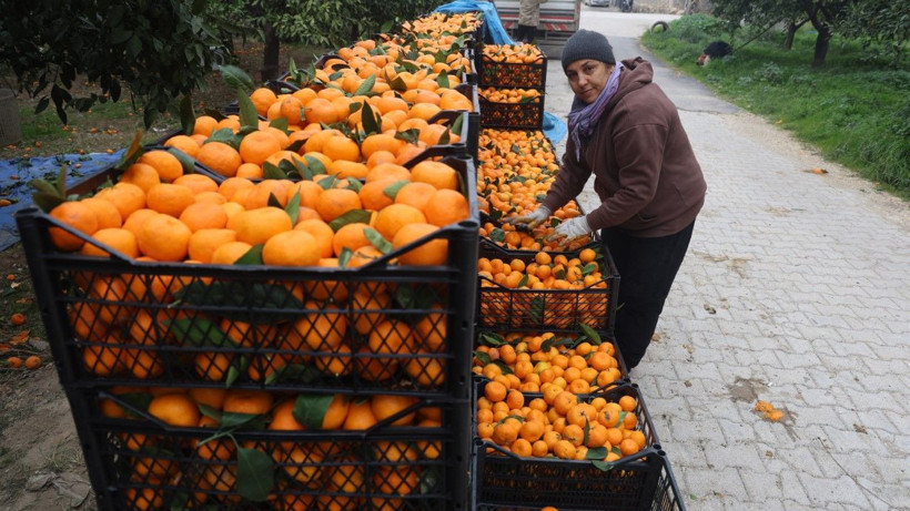 Üretici isyan etti: Tarlada 2, markette 35 lira - Resim: 12