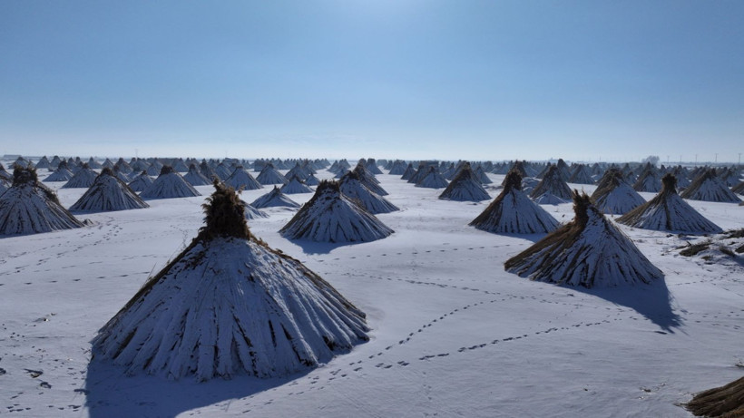 Eksi 20 derecede hasat yapıyorlar: Tam 4 ay sürüyor - Resim: 1