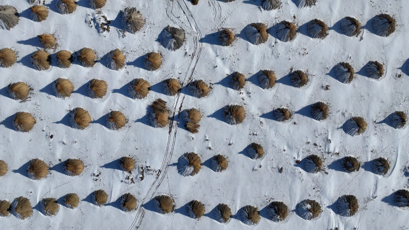 Eksi 20 derecede hasat yapıyorlar: Tam 4 ay sürüyor - Resim: 3