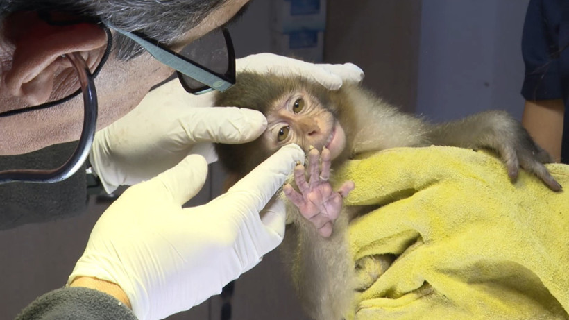 Fıstık Antalya'da ailesiyle yeni bir hayat kurdu - Resim : 1