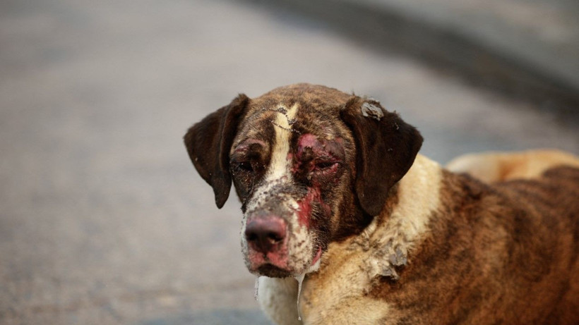 Şili’de orman yangınları: Çok sayıda ölü var - Resim: 26