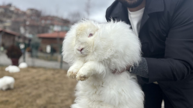 Türkiye'de nesli tükenmişti: Bir gören bir daha bakıyor - Resim: 10